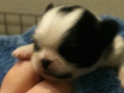 Close Up head shot - A tiny white with black Japanese Chin puppy is wrapped in a towel and being held in the air by a persons hand